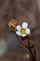 Saxifraga tridactylites L.