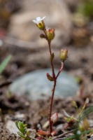 Saxifraga tridactylites L.