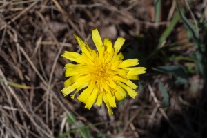 Scorzonera austriaca Willd.