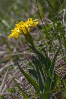 Scorzonera austriaca Willd.