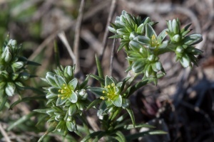 Scleranthus perennis L.