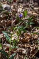 Buglossoides purpureocaerulea (L.) I.M.Johnst.