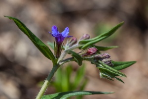 Buglossoides purpureocaerulea (L.) I.M.Johnst.