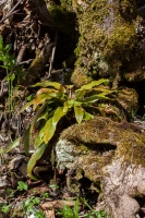 Asplenium scolopendrium L.