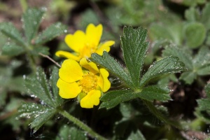 Potentilla neumanniana Rchb.