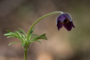 Anemone montana Hopp