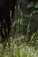 Carex alba Scop.