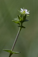 Arenaria serpyllifolia L.