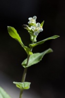 Arabis turrita L.