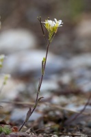 Arabis alpina L.