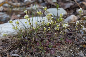 Arabis alpina L.