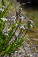 Arabis subcoriacea Gren. ex Nyman