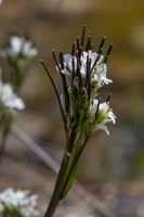 Arabis subcoriacea Gren. ex Nyman