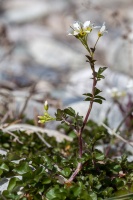 Cardamine amara L.