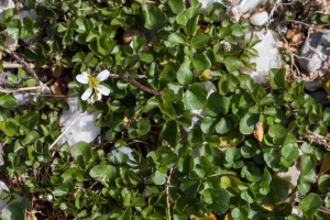 Cardamine amara L.