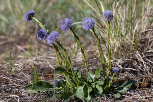 Globularia punctata Lapeyr.