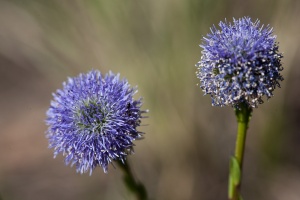 Globularia punctata Lapeyr.