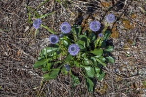 Globularia punctata Lapeyr.