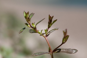 Veronica peregrina L.