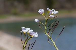 Cardamine pratensis L.