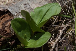 Neottia ovata (L.) Bluff & Fingerh.