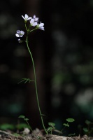 Cardamine pratensis L.