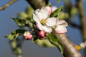 Malus domestica Borkh.