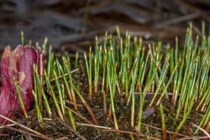 Trichophorum caespitosum (L.) Hartman