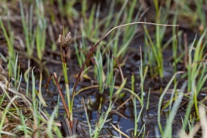 Eriophorum latifolium Hoppe