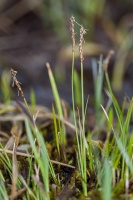 Carex davalliana Sm.