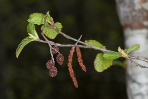 Alnus incana (L.) Moench