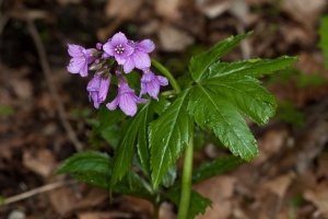 Cardamine pentaphyllos (L.) Crantz