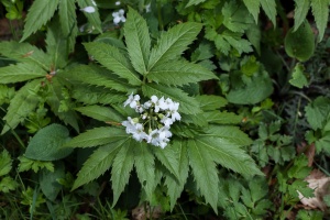 Cardamine heptaphylla (Vill.) O.E.Schulz