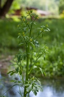 Ranunculus sceleratus L.