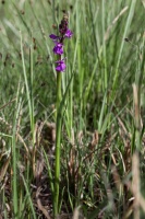 Anacamptis palustris (Jacq.) R.M.Bateman  Pridgeon & M.W.Chase