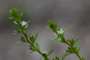 Veronica peregrina L.