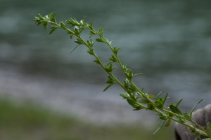 Veronica peregrina L.