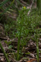 Ranunculus sceleratus L.