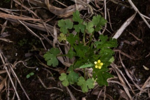 Ranunculus sceleratus L.