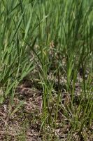 Carex vesicaria L.