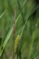 Carex vesicaria L.