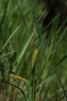 Carex vesicaria L.