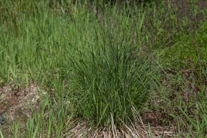 Carex elata All.