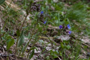 Pulmonaria australis (Murr) W.Sauer