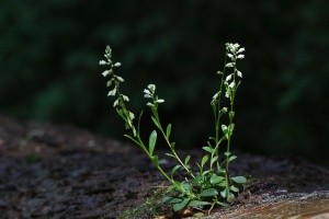 Polygala vulgaris L.