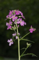 Hesperis matronalis L.