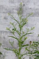 Cardamine impatiens L.