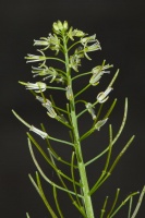 Cardamine impatiens L.