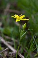 Gagea liotardii (Sternb.) Schult. & Schult.f.