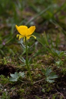 Ranunculus montanus Willd.